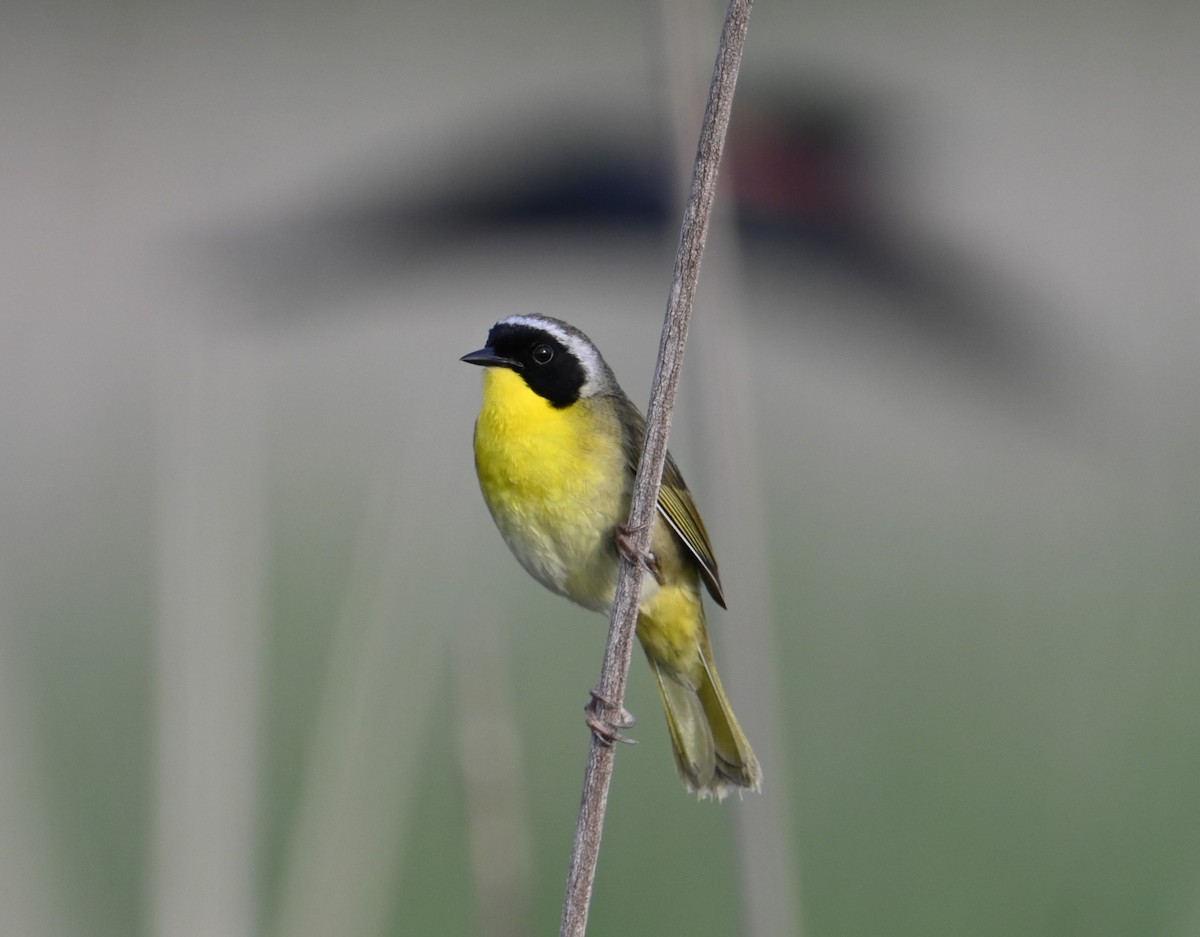 Common Yellowthroat - Nicolle and H-Boon Lee