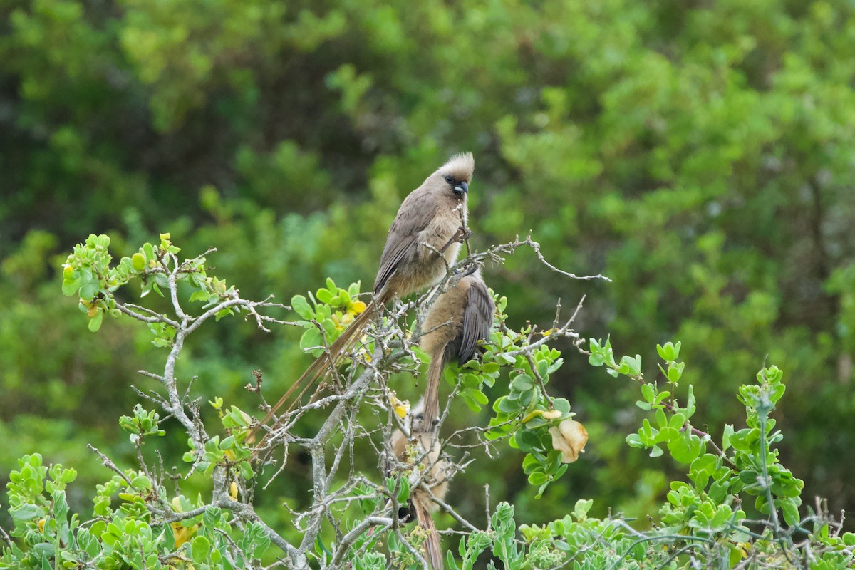 Speckled Mousebird - ML619470188