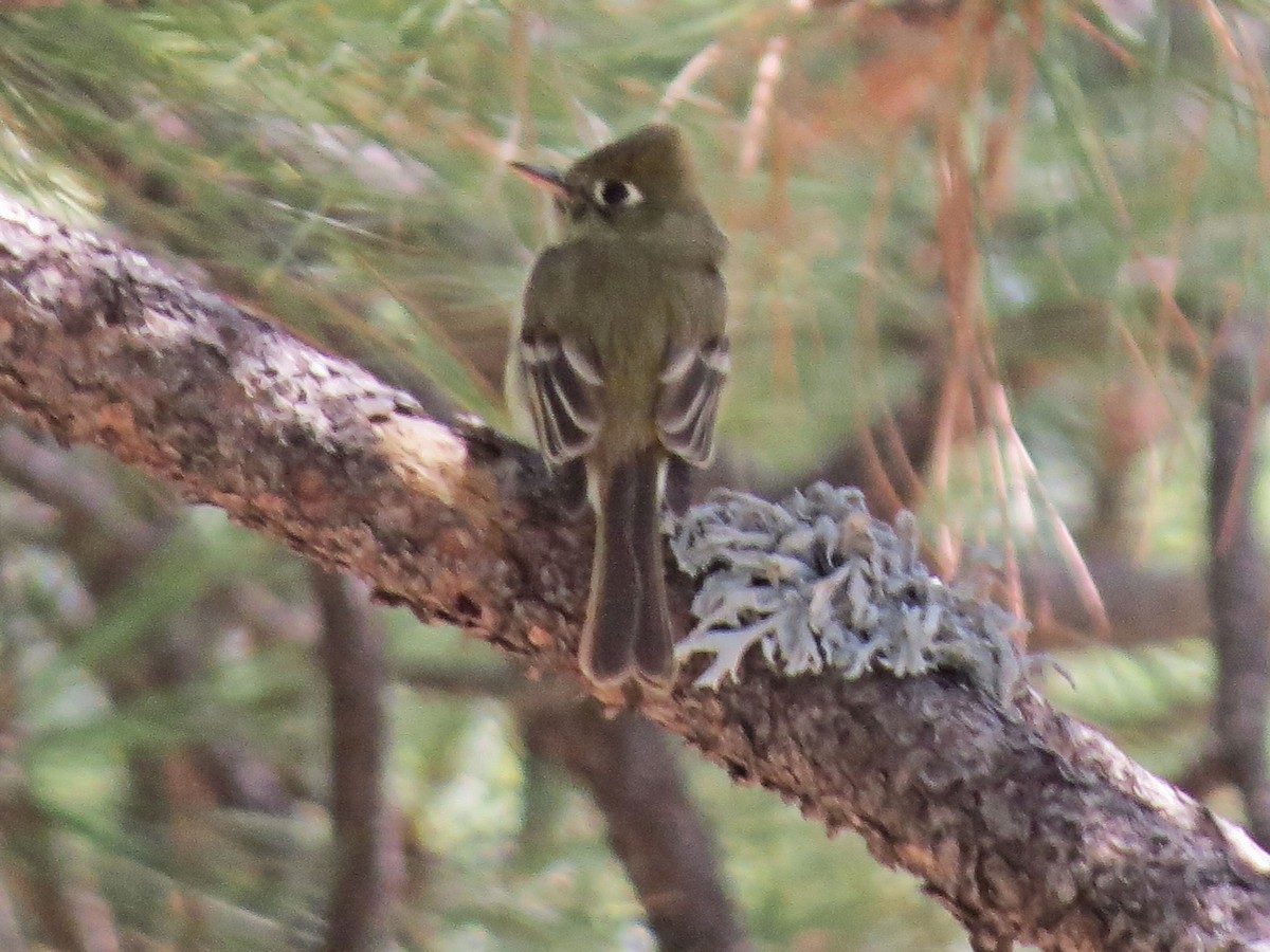 Western Flycatcher (Cordilleran) - Susan Patla