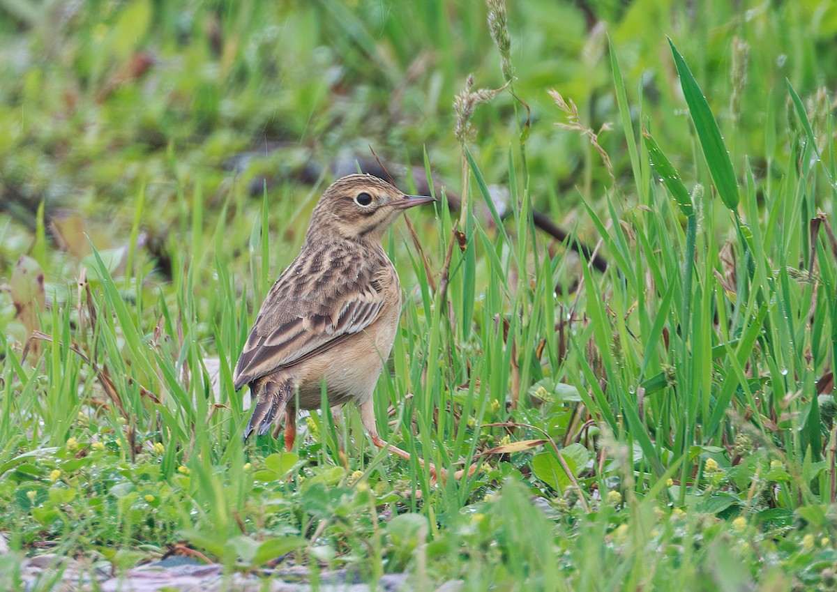 Blyth's Pipit - ML619470191