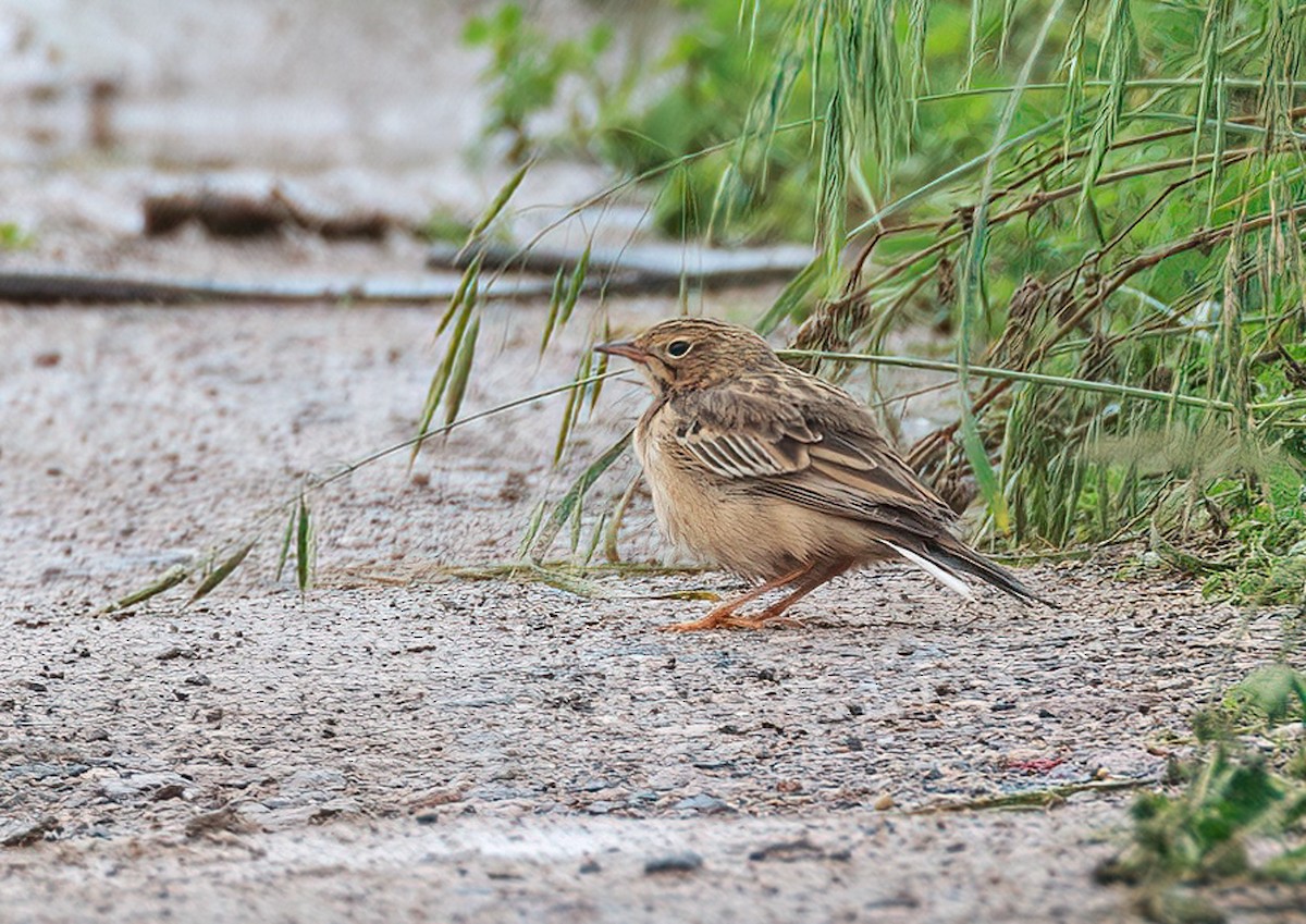 Blyth's Pipit - 浙江 重要鸟讯汇整