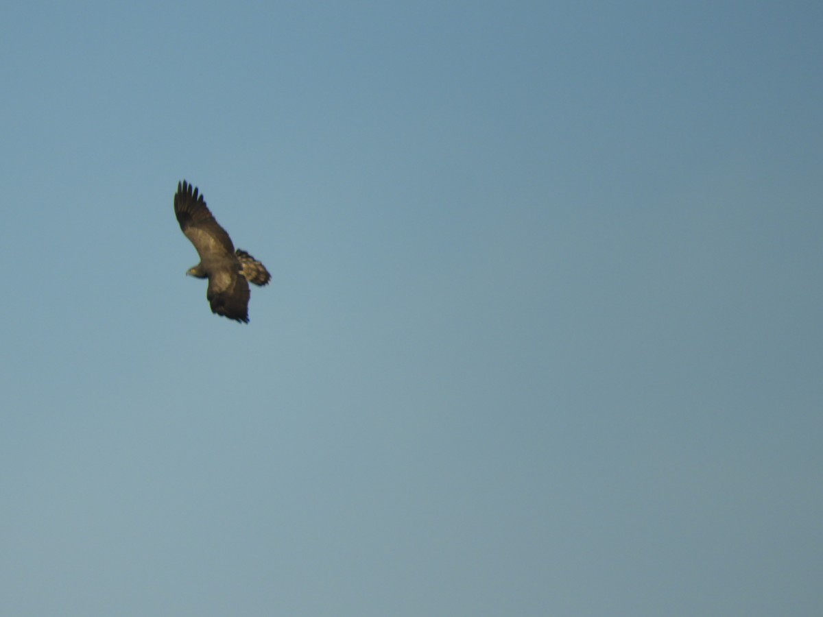 Short-toed Snake-Eagle - Mac  McCall