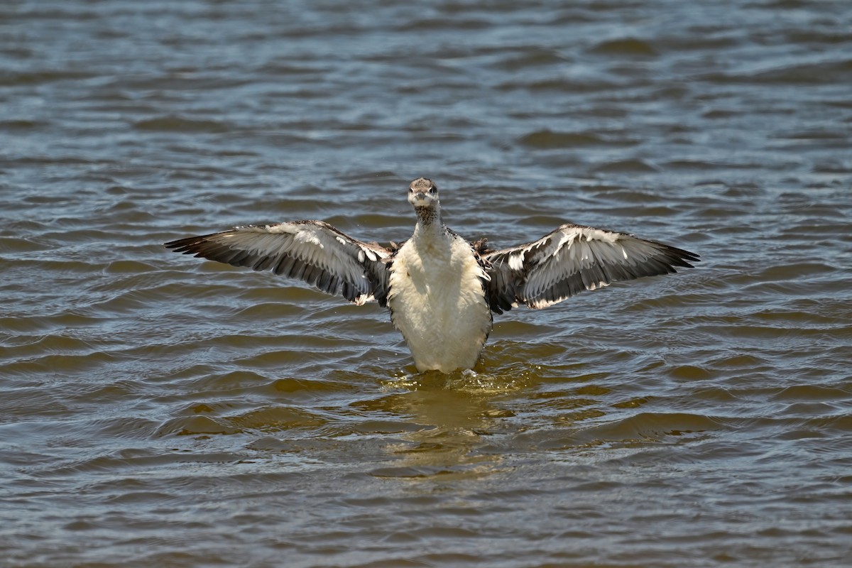 Red-throated Loon - Eileen Gibney