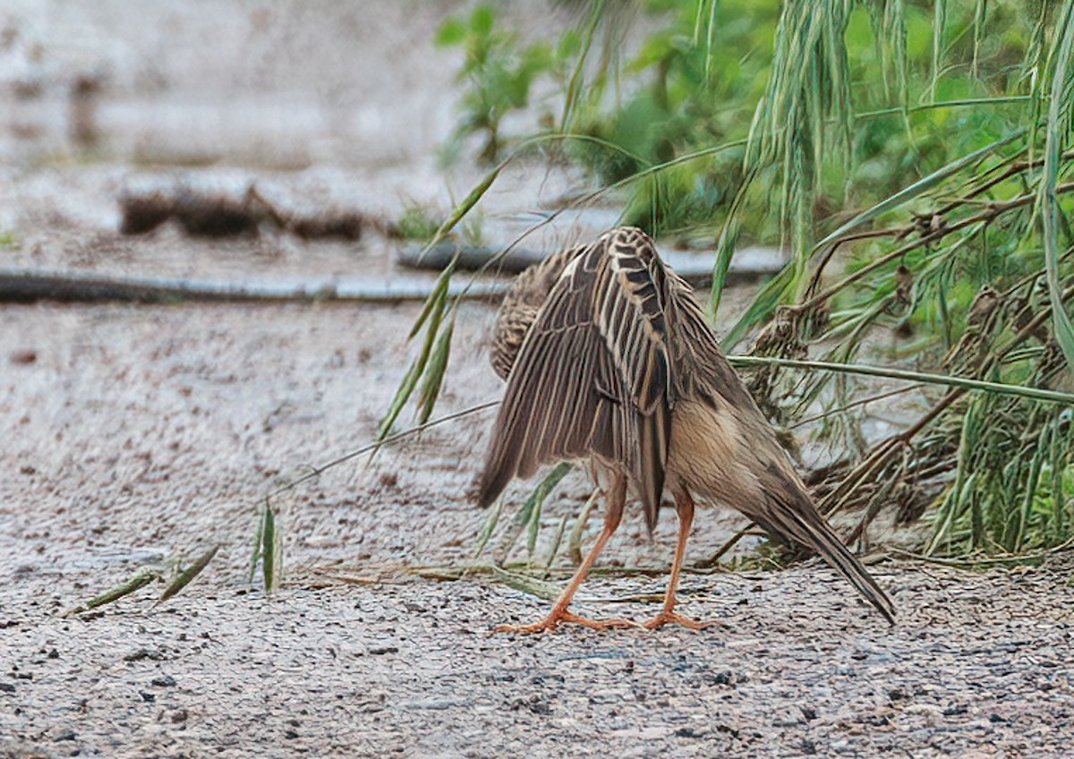 Blyth's Pipit - ML619470210