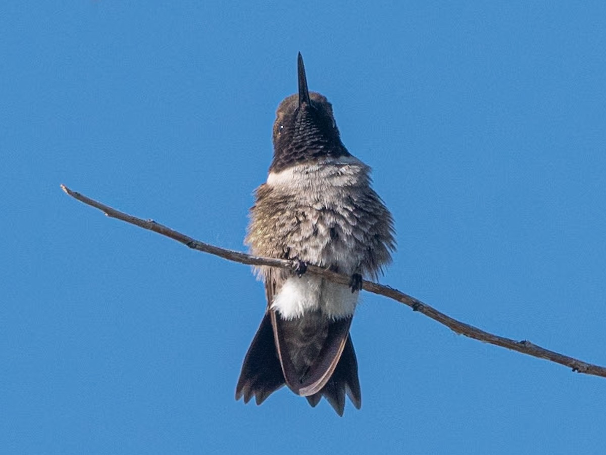 Black-chinned Hummingbird - Kurt Buzard