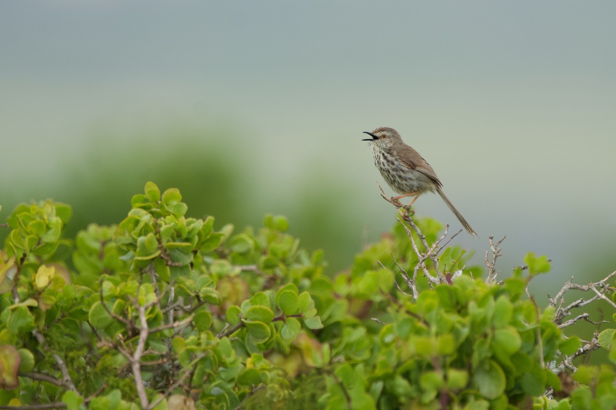 Karoo Prinia - Nick Leiby