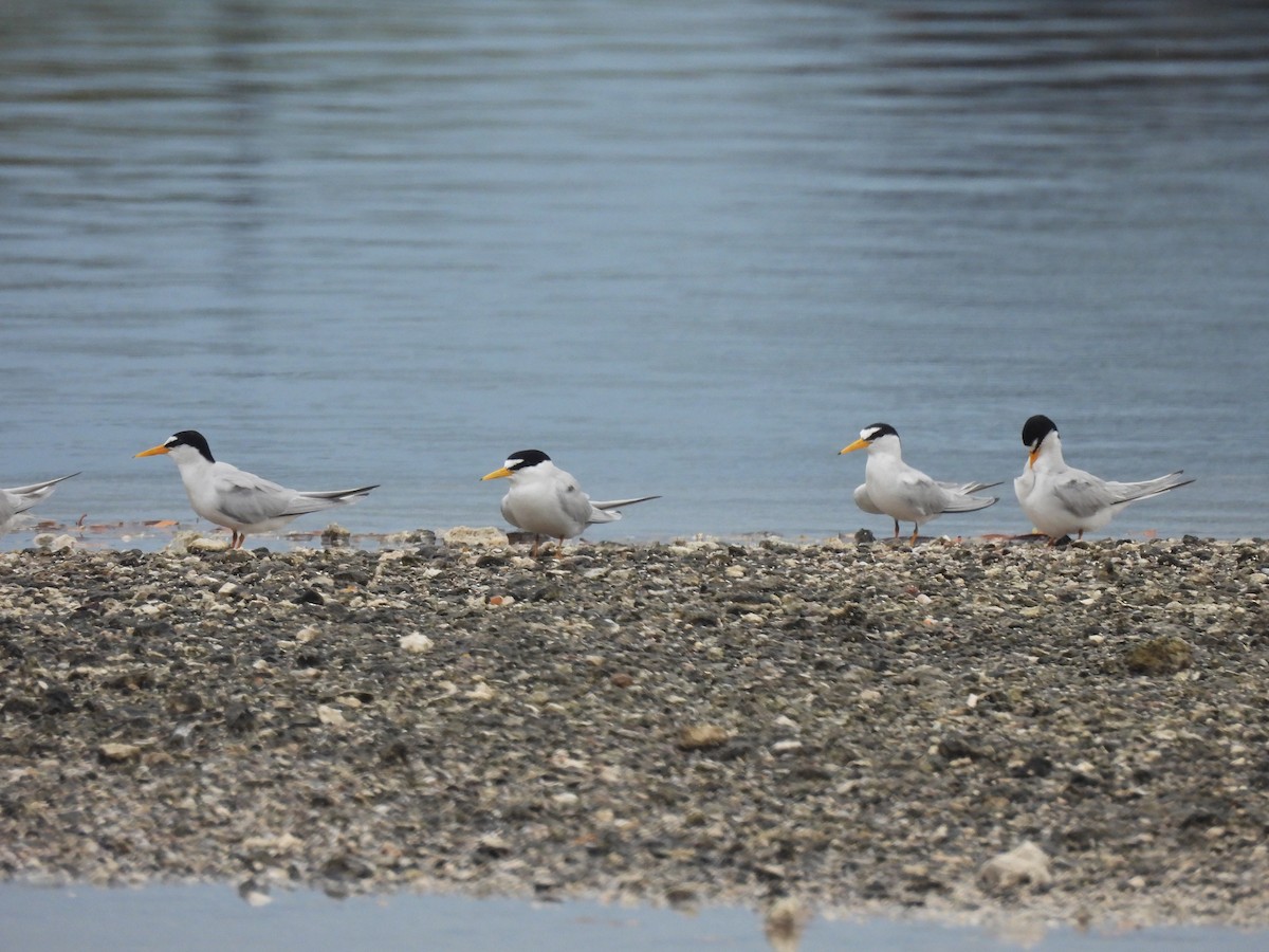 Least Tern - Amy Egan