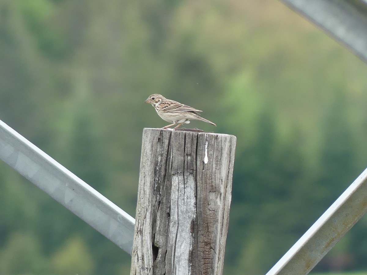 Vesper Sparrow - claudine lafrance cohl