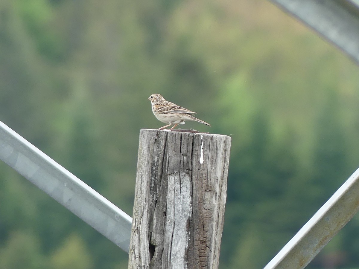 Vesper Sparrow - claudine lafrance cohl