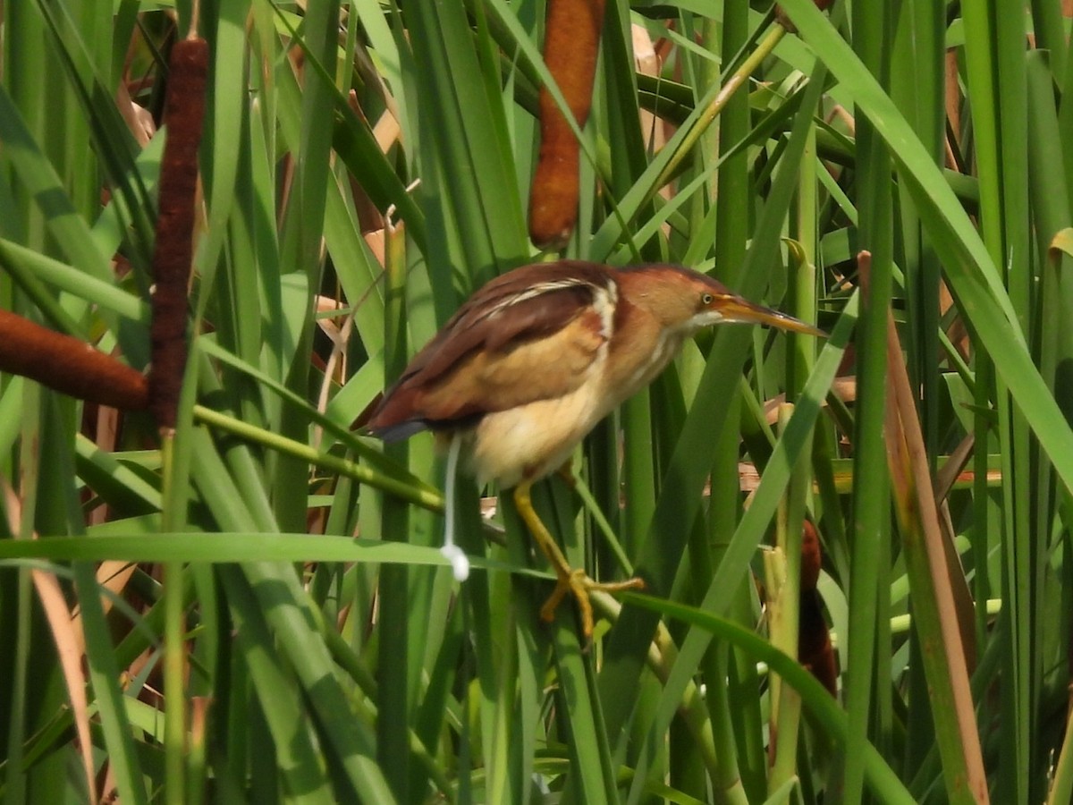 Least Bittern - Jayne L