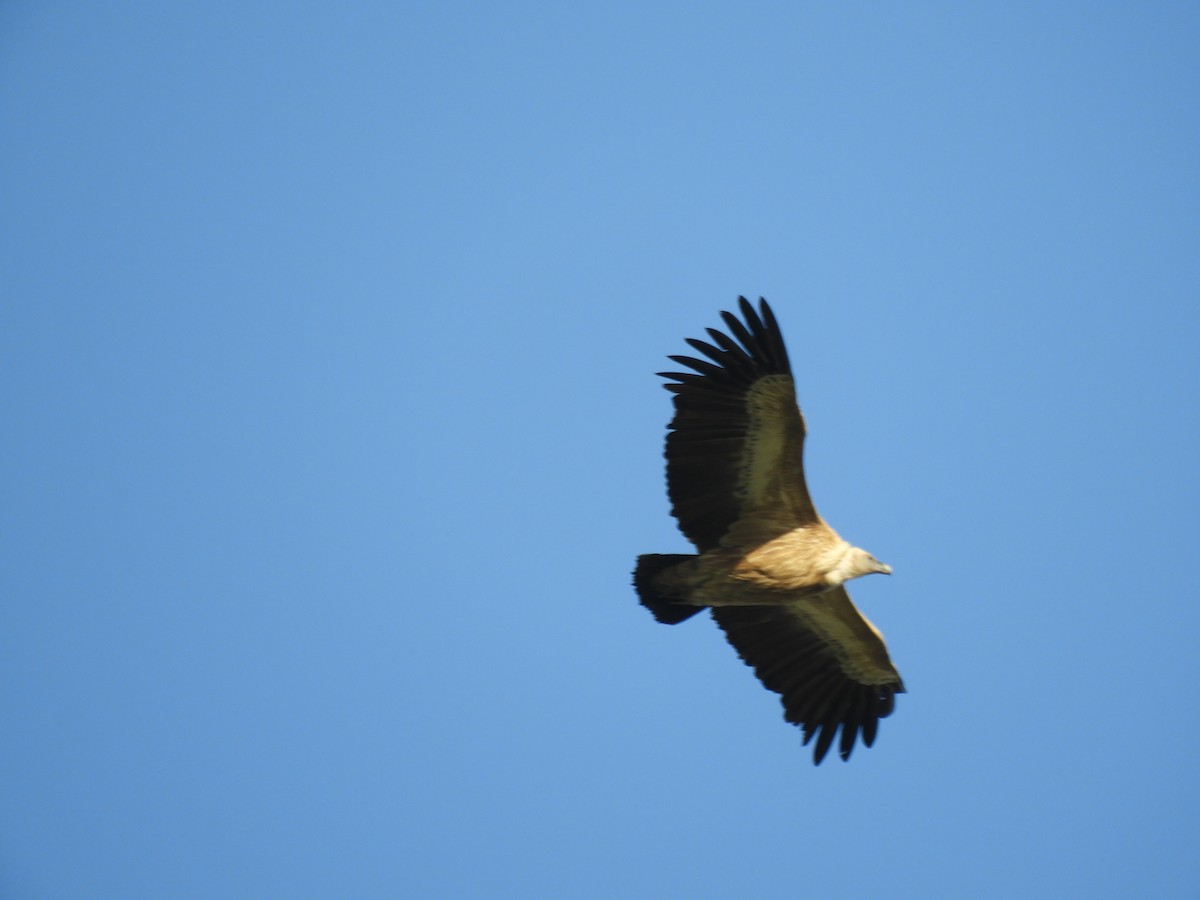 Eurasian Griffon - Mac  McCall