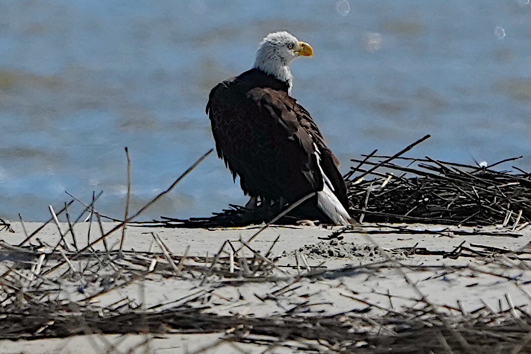 Bald Eagle - James Bourne