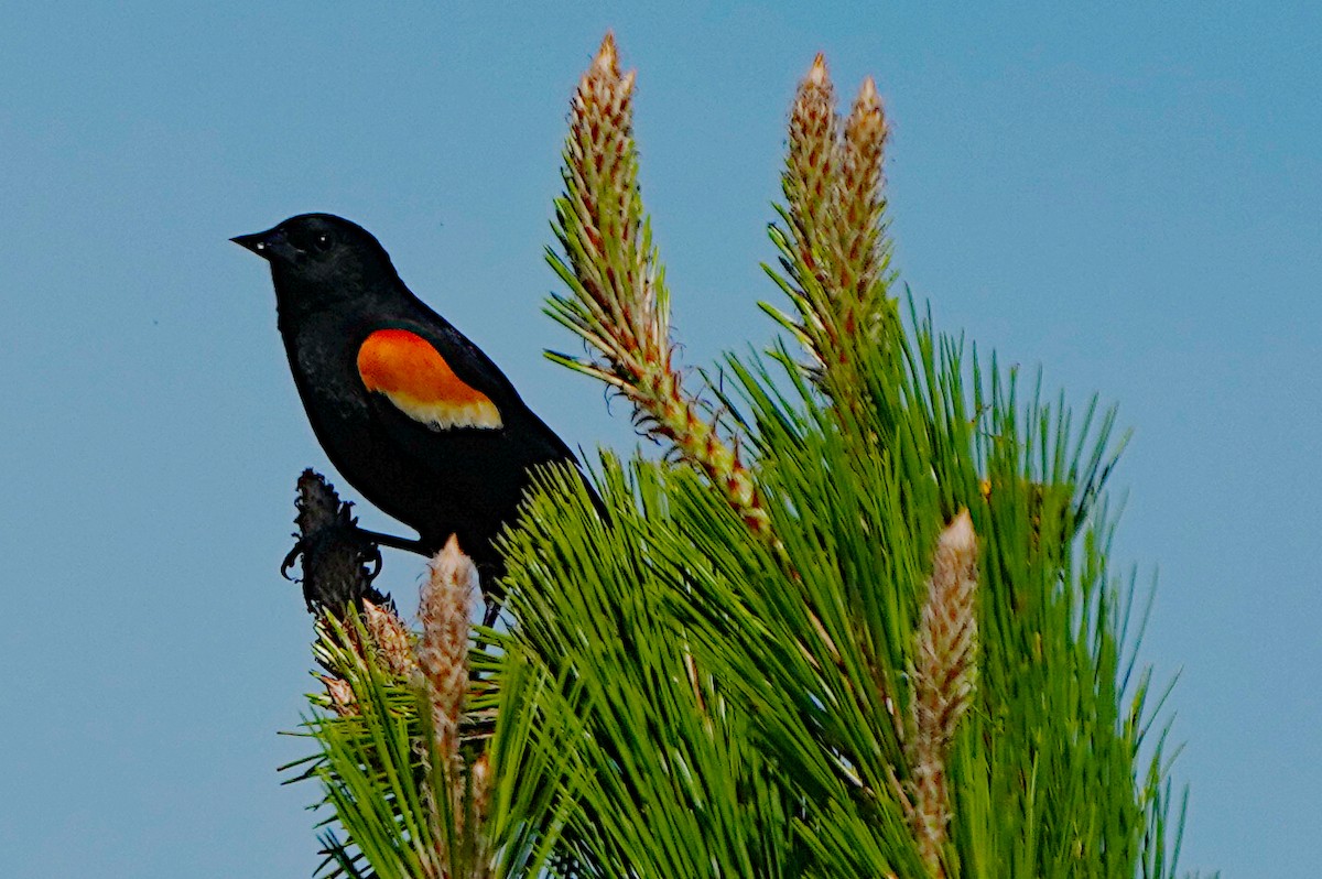 Red-winged Blackbird - James Bourne