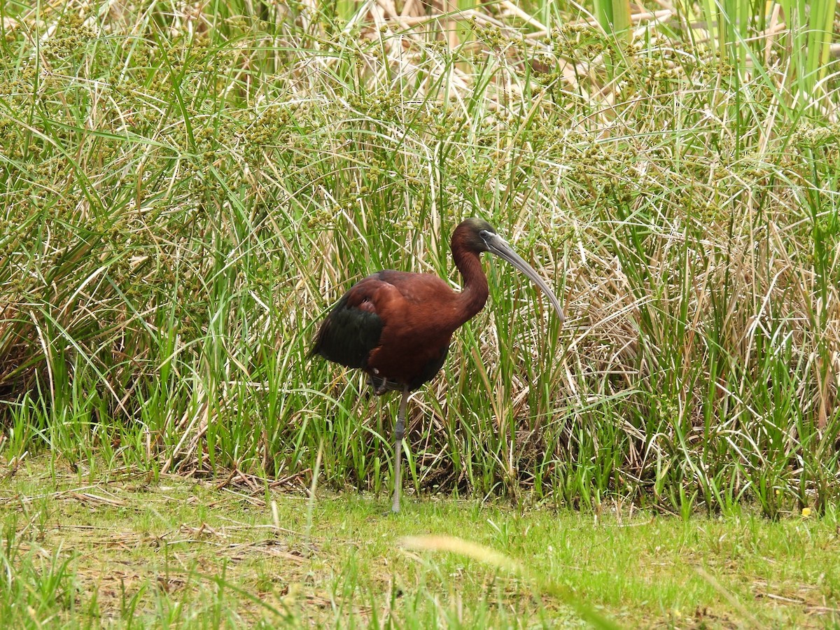 Glossy Ibis - ML619470237