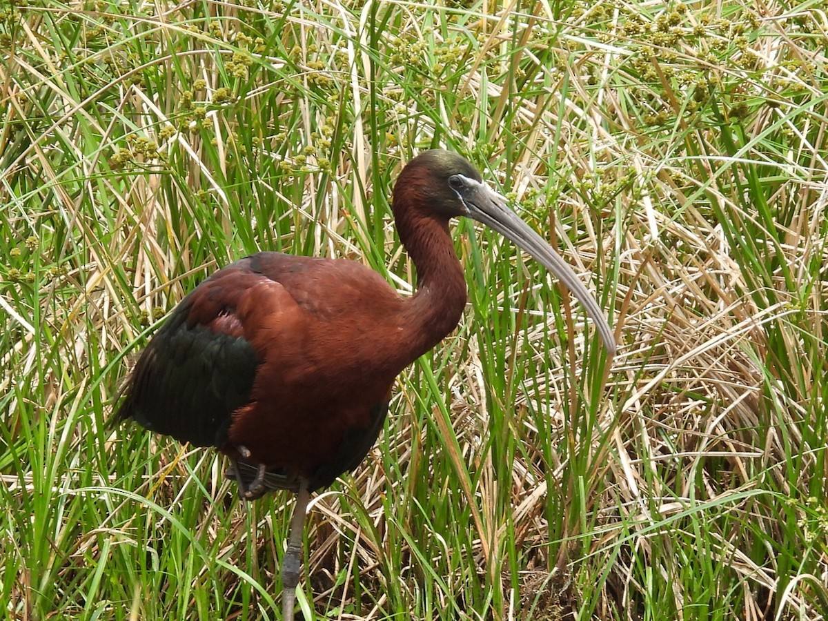 ibis hnědý - ML619470238