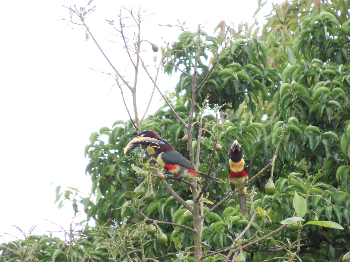 Chestnut-eared Aracari - Cristian Cufiño