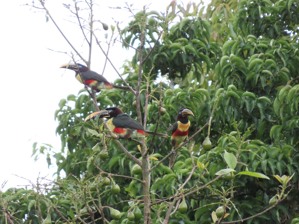 Chestnut-eared Aracari - Cristian Cufiño