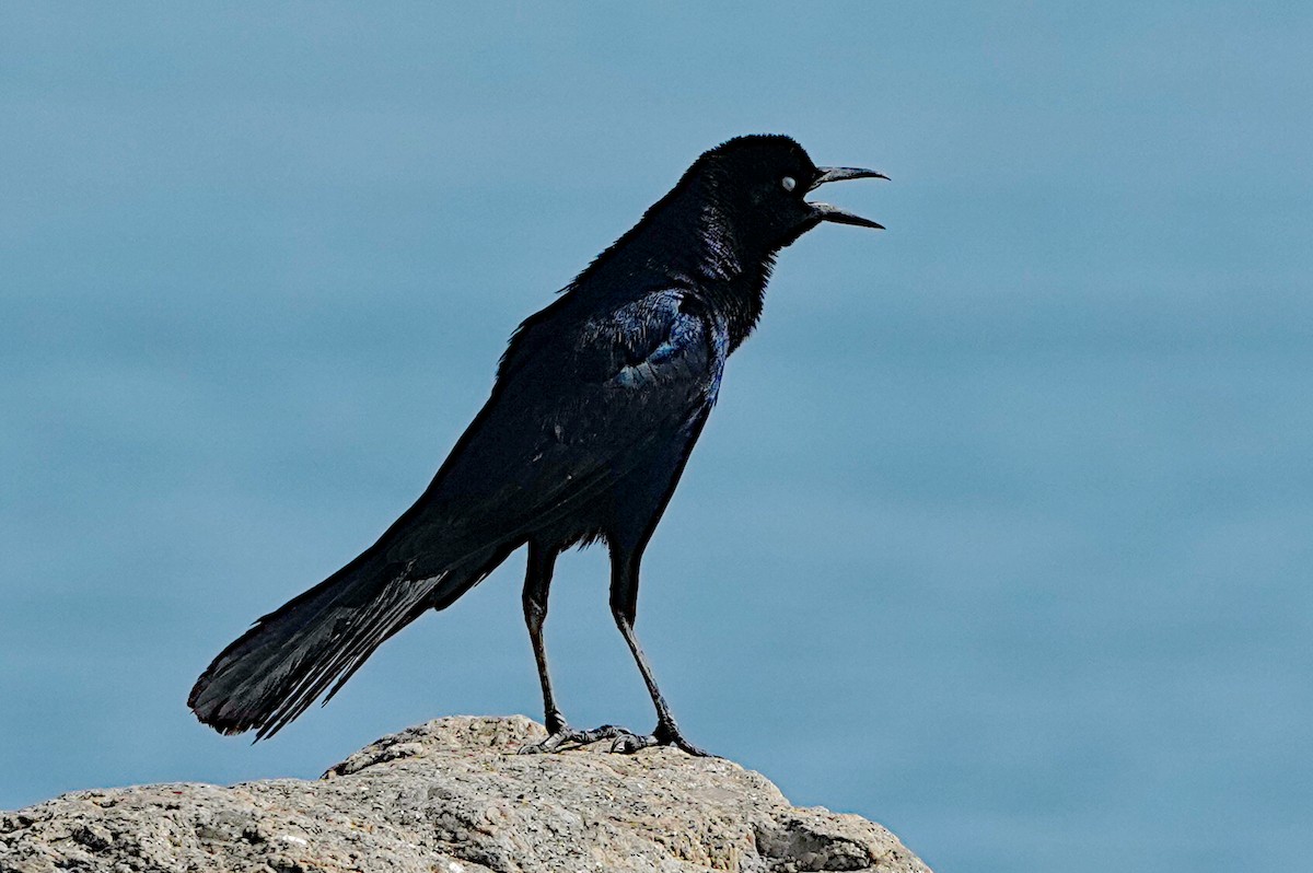 Boat-tailed Grackle - James Bourne