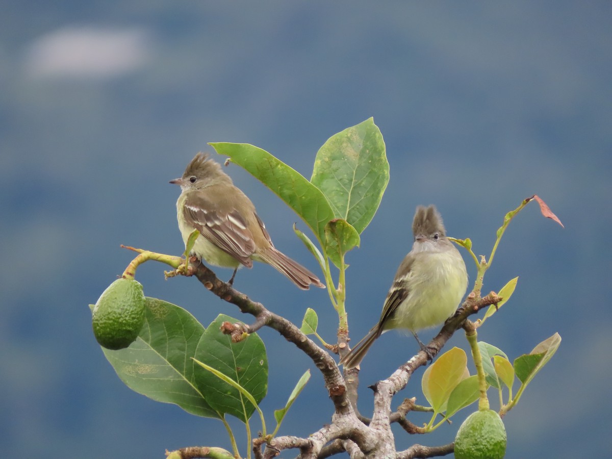 Southern Beardless-Tyrannulet - Cristian Cufiño