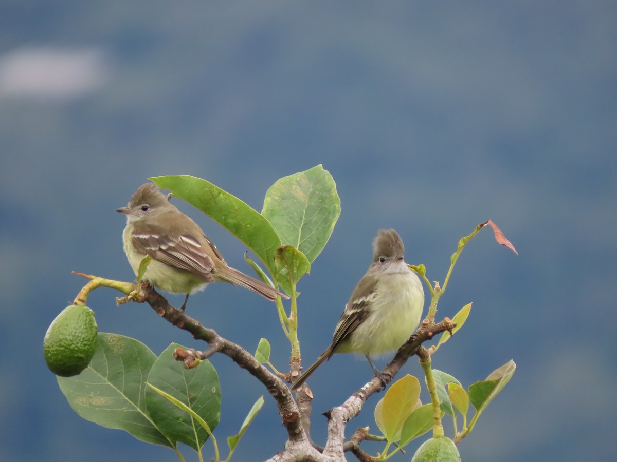 Southern Beardless-Tyrannulet - Cristian Cufiño