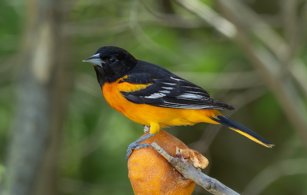 Baltimore Oriole - Alex Luna