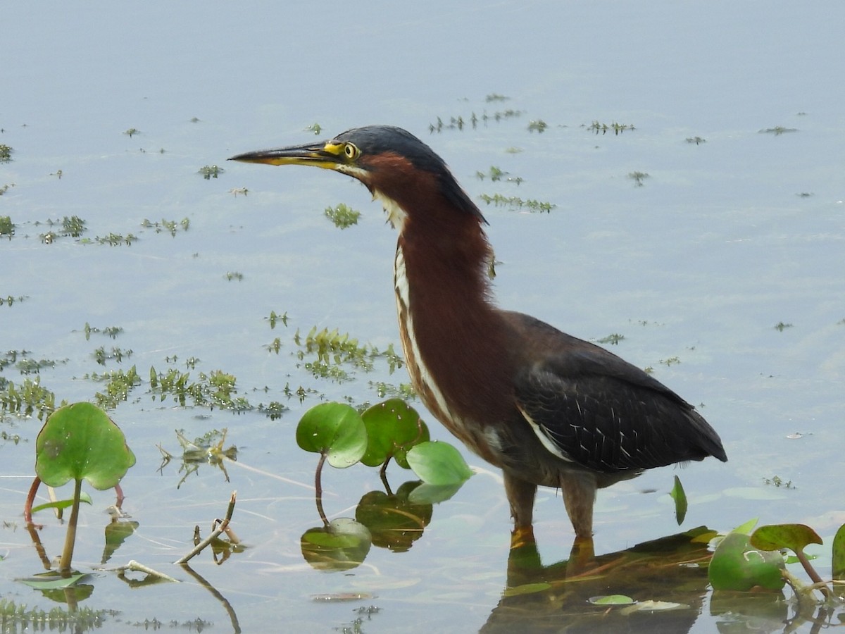 Green Heron - Jayne L