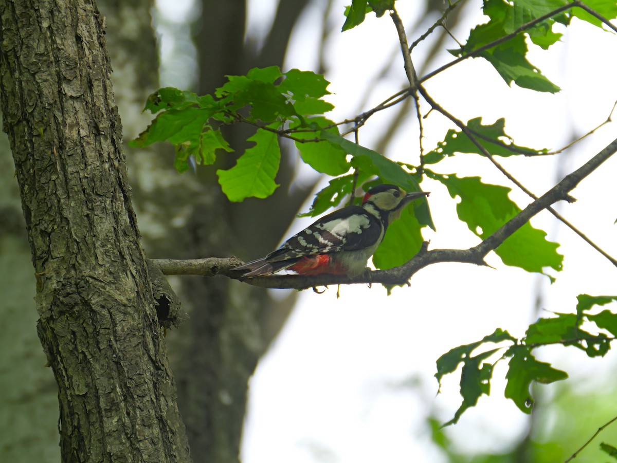 Great Spotted Woodpecker - としふみ しみず