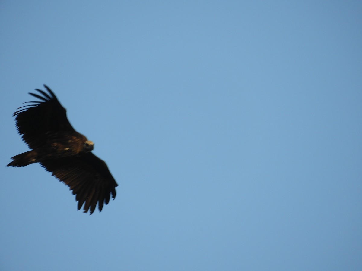 Cinereous Vulture - Mac  McCall