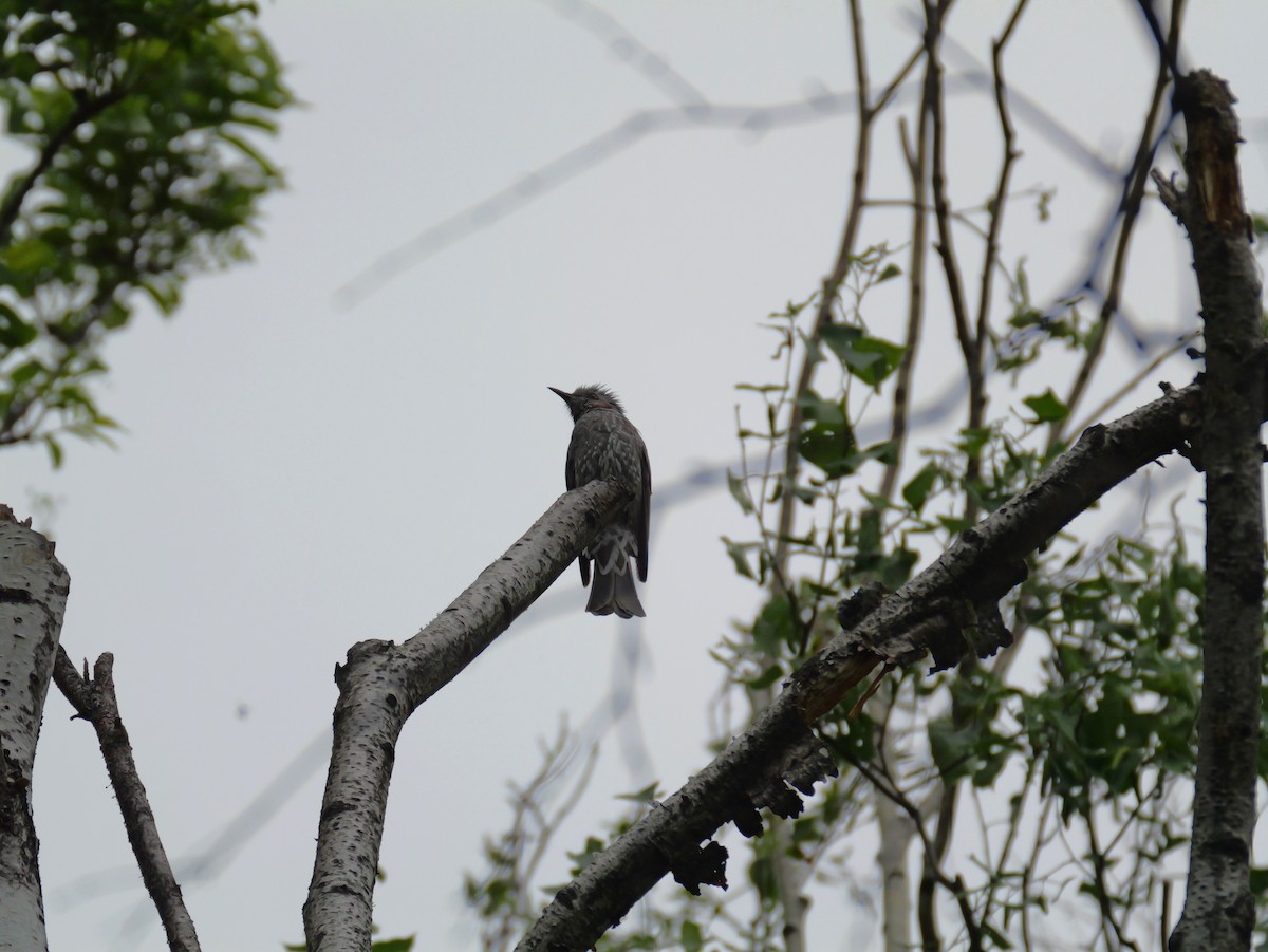 Brown-eared Bulbul - としふみ しみず