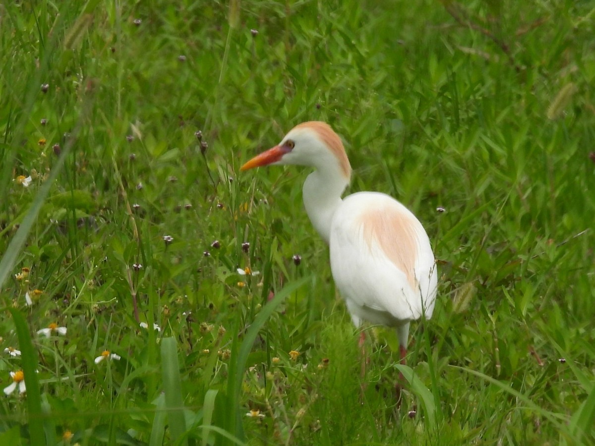 Western Cattle Egret - Jayne L