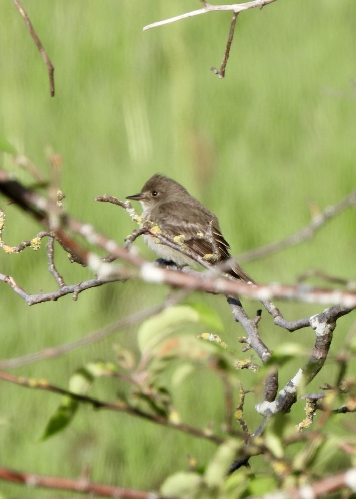 Western Wood-Pewee - Perry Poulsen