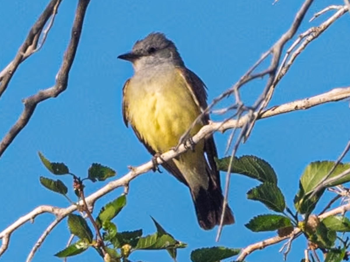 Western Kingbird - Kurt Buzard