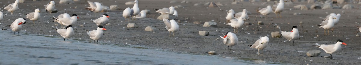 Caspian Tern - Denis Tétreault