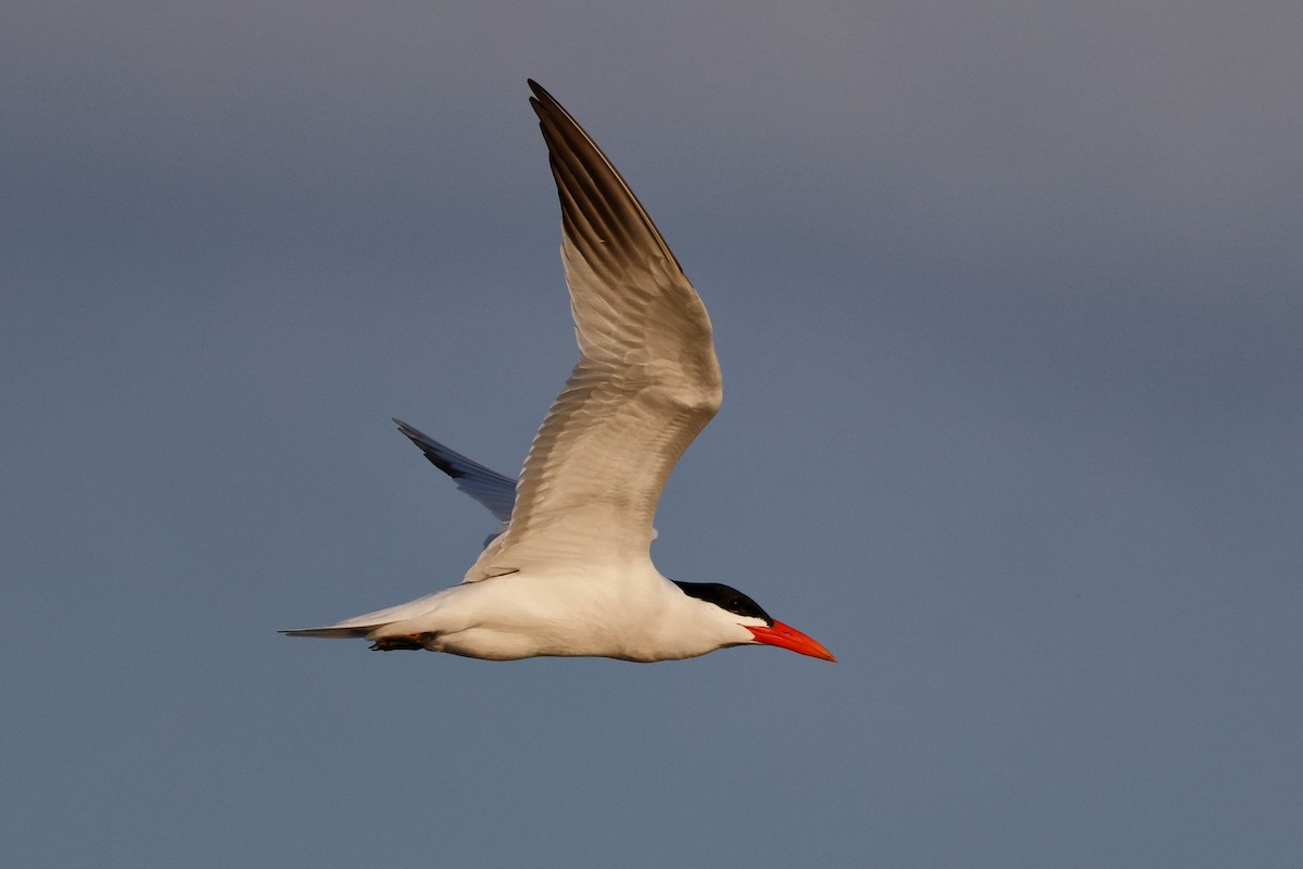 Caspian Tern - Denis Tétreault