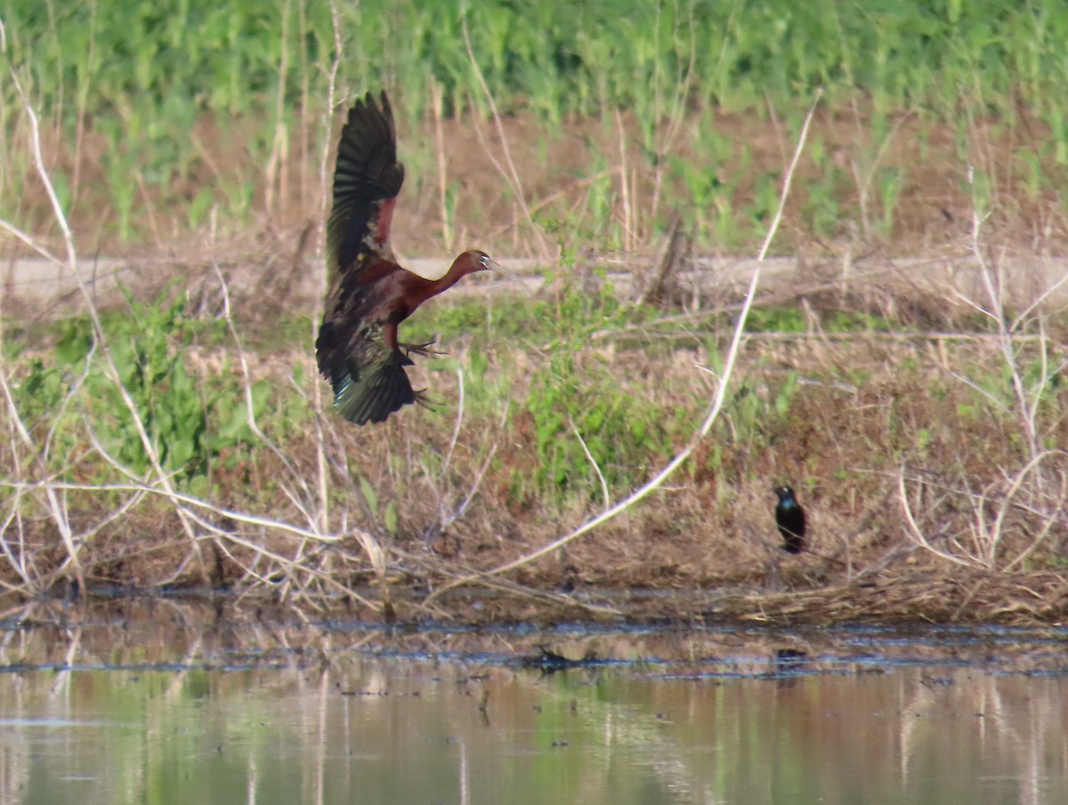 Glossy Ibis - Christopher Tomera