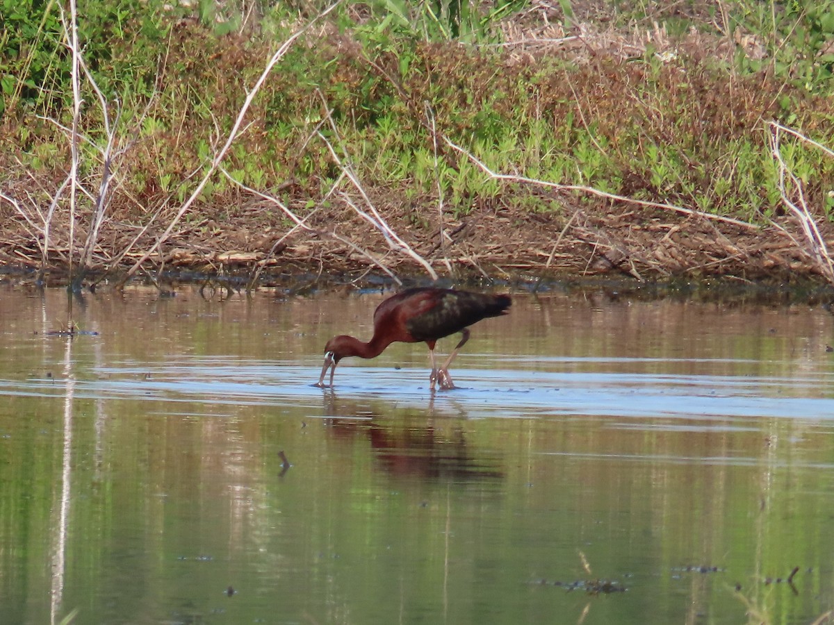 Glossy Ibis - Christopher Tomera