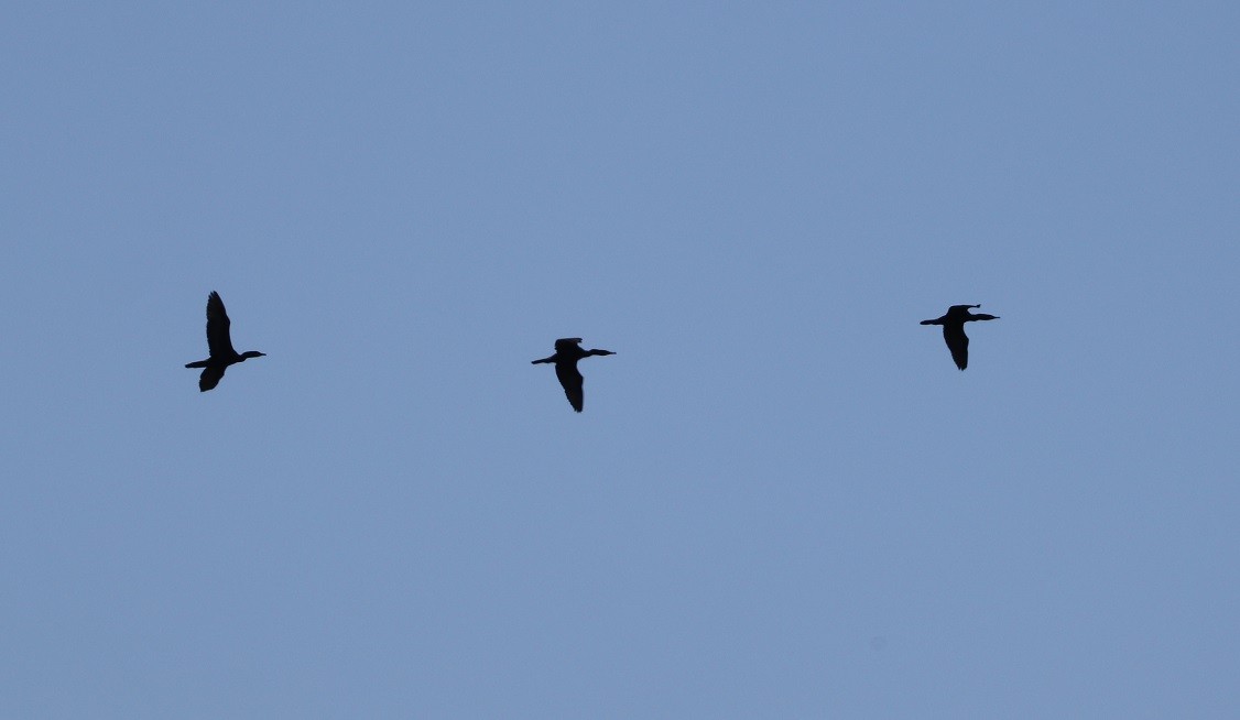 Double-crested Cormorant - A. Gary Reid