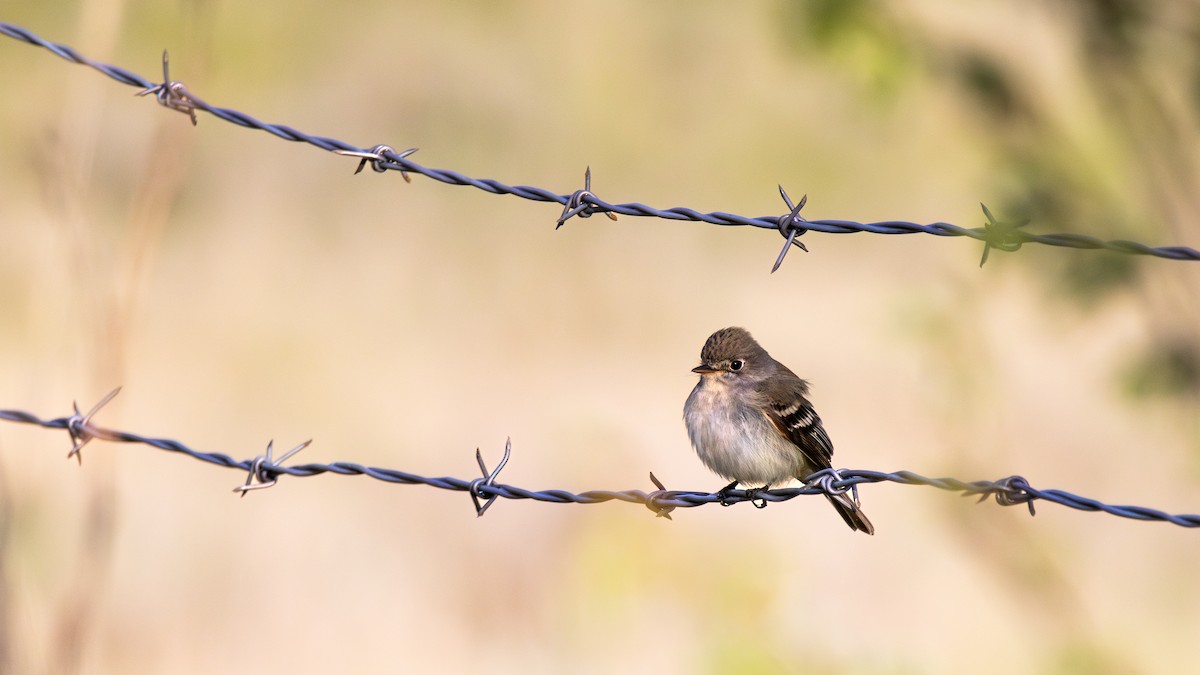 Least Flycatcher - Sarah Sharp