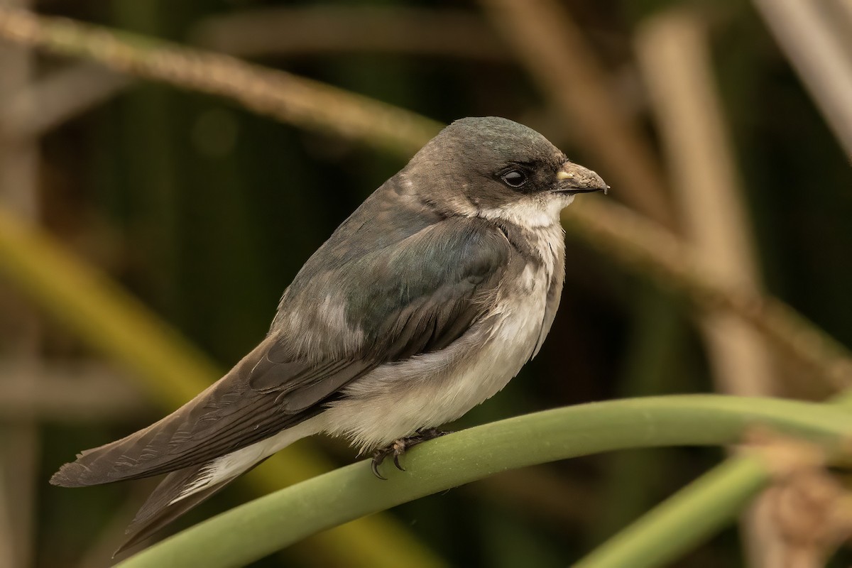 Tree Swallow - ML619470322