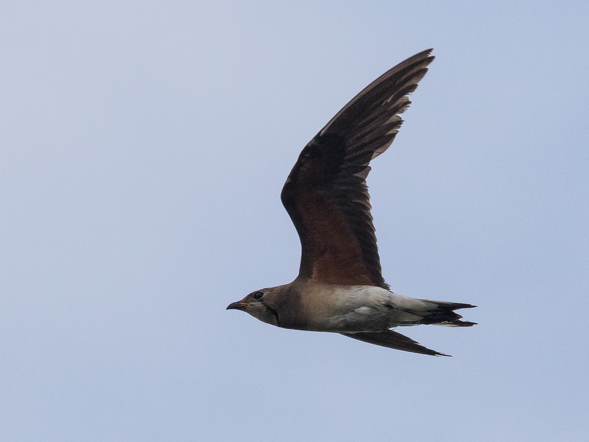 Oriental Pratincole - John le Rond