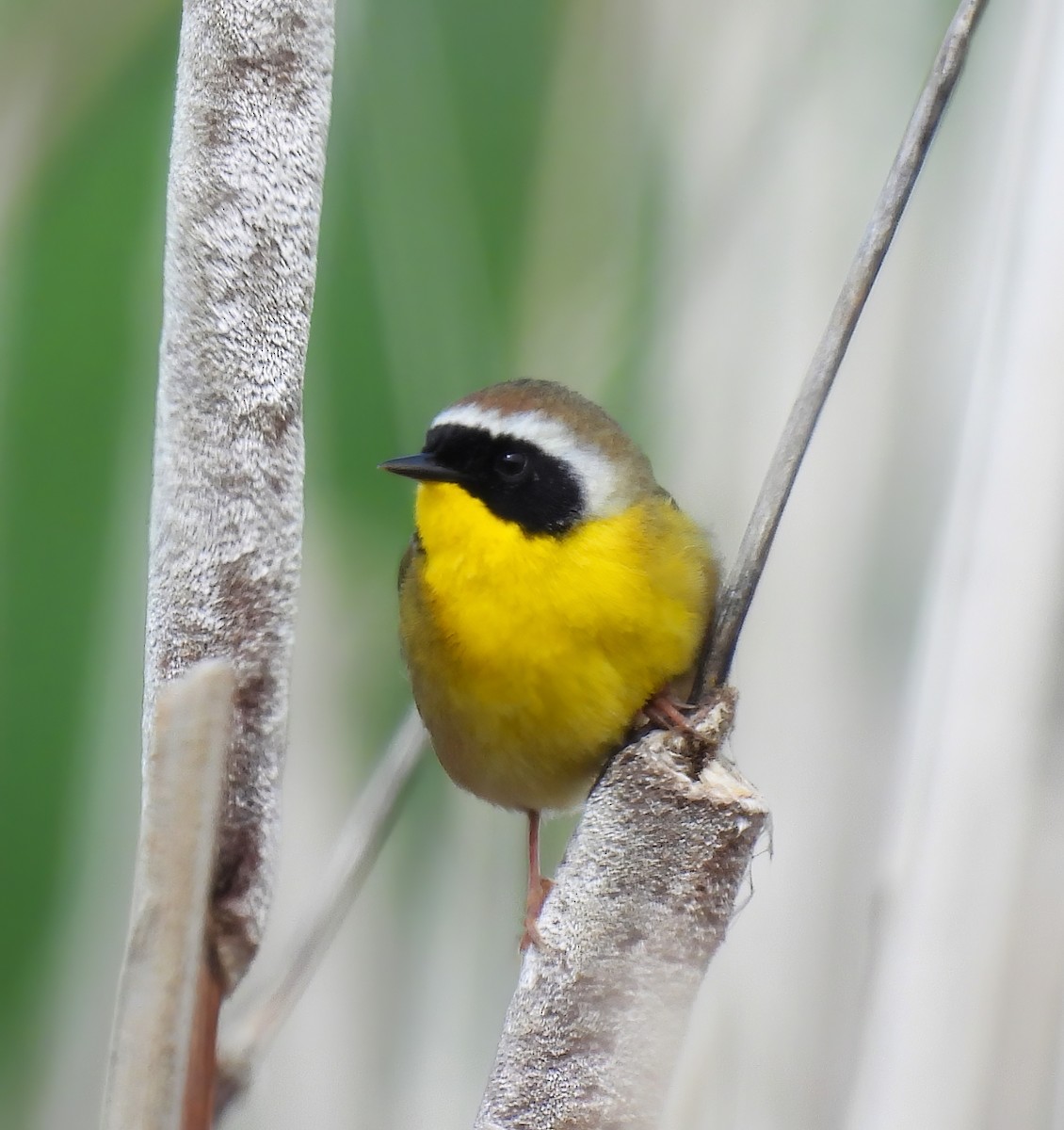 Common Yellowthroat - Scott Thomson