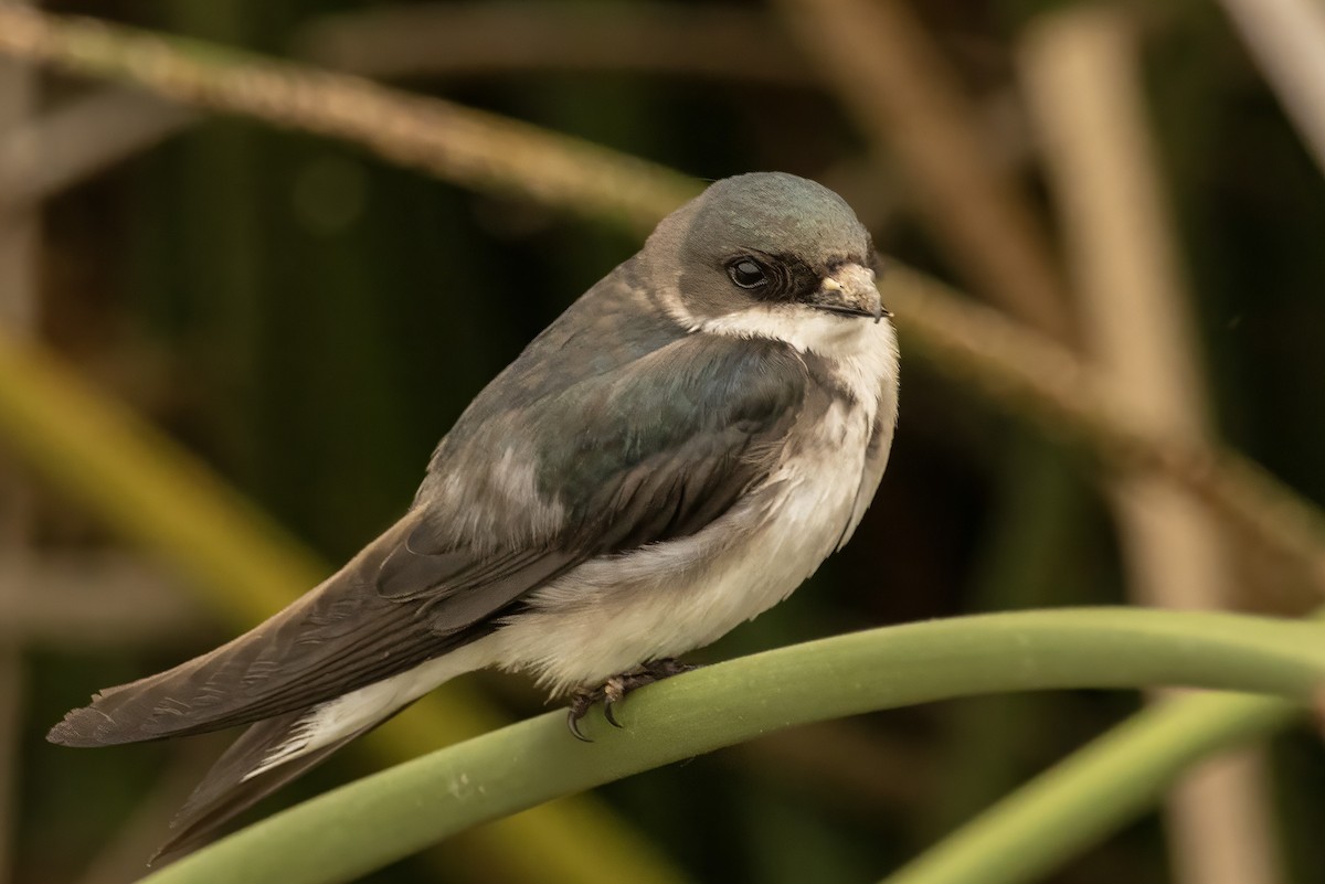 Tree Swallow - marlin harms