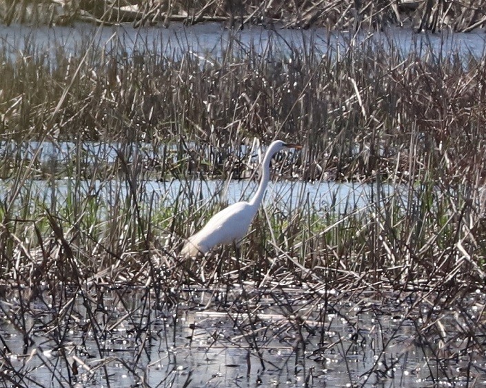 Great Egret - A. Gary Reid