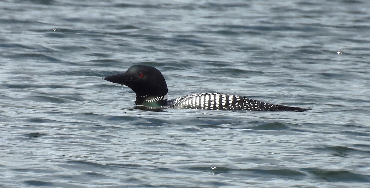 Common Loon - Scott Thomson