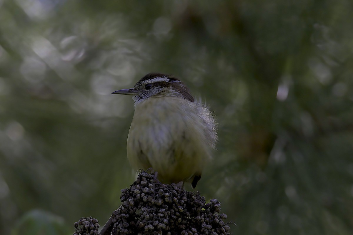 Carolina Wren (Northern) - Mandy Talpas -Hawaii Bird Tours