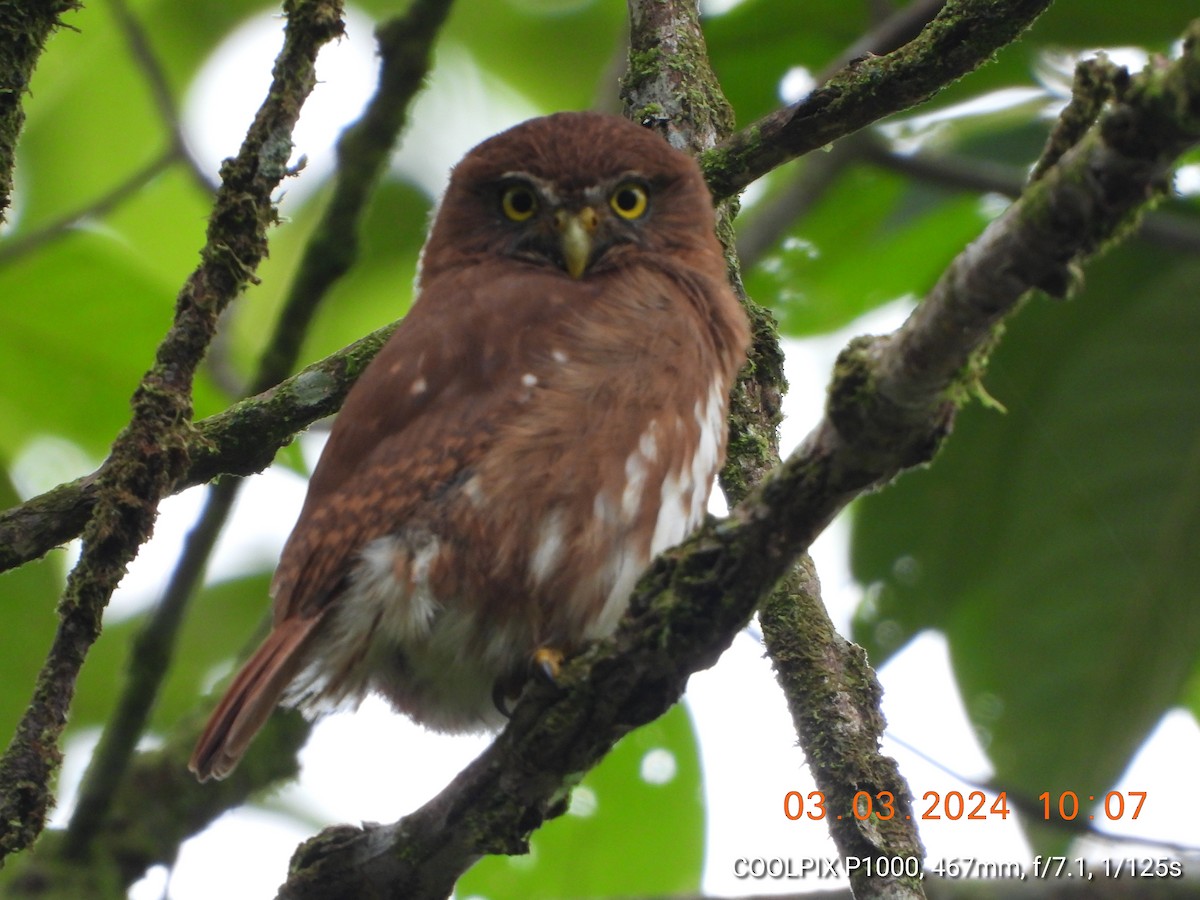 Ferruginous Pygmy-Owl - Mauricio Ruano