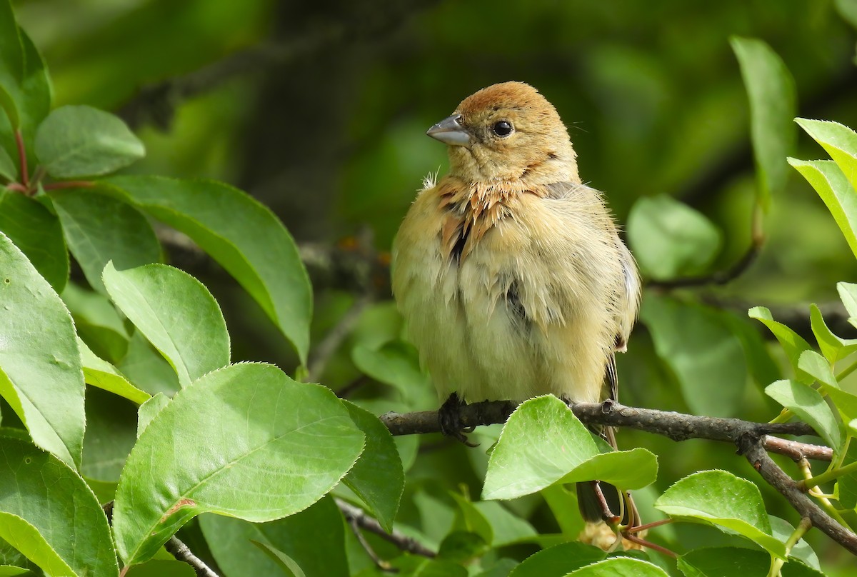 Lazuli Bunting - Scott Thomson