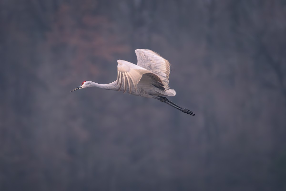 Sandhill Crane - Prashant Naik