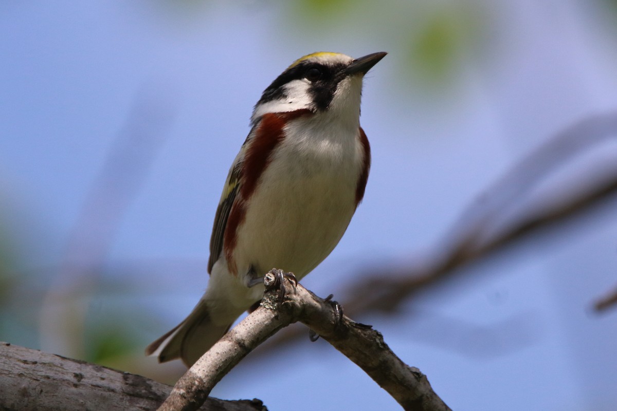 Chestnut-sided Warbler - Dave Brown