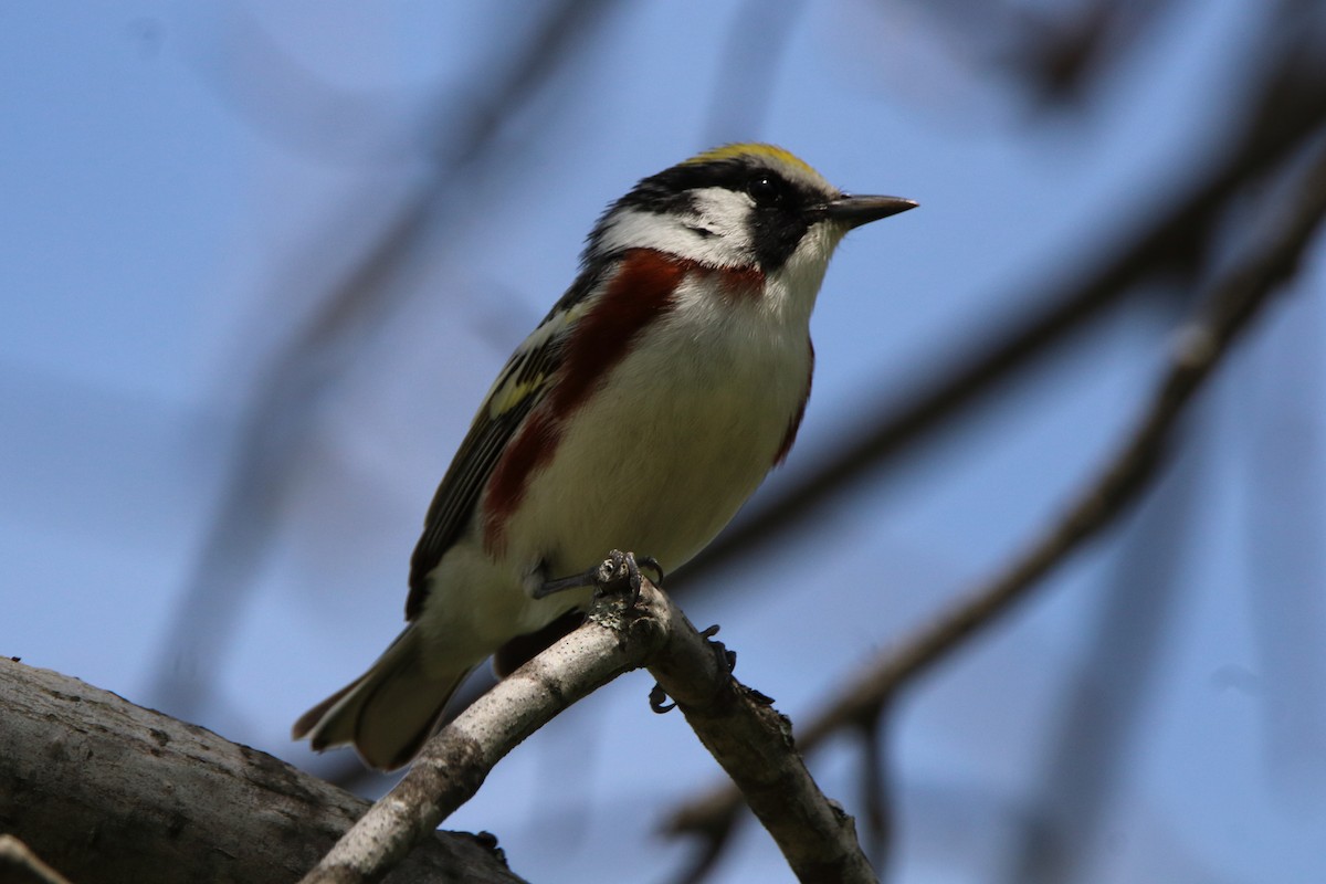 Chestnut-sided Warbler - Dave Brown